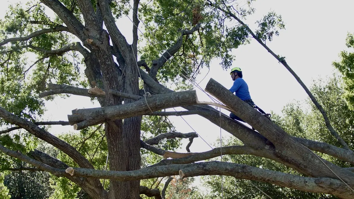 Professional Hazardous Tree Removal performed by certified arborists in Breckenridge