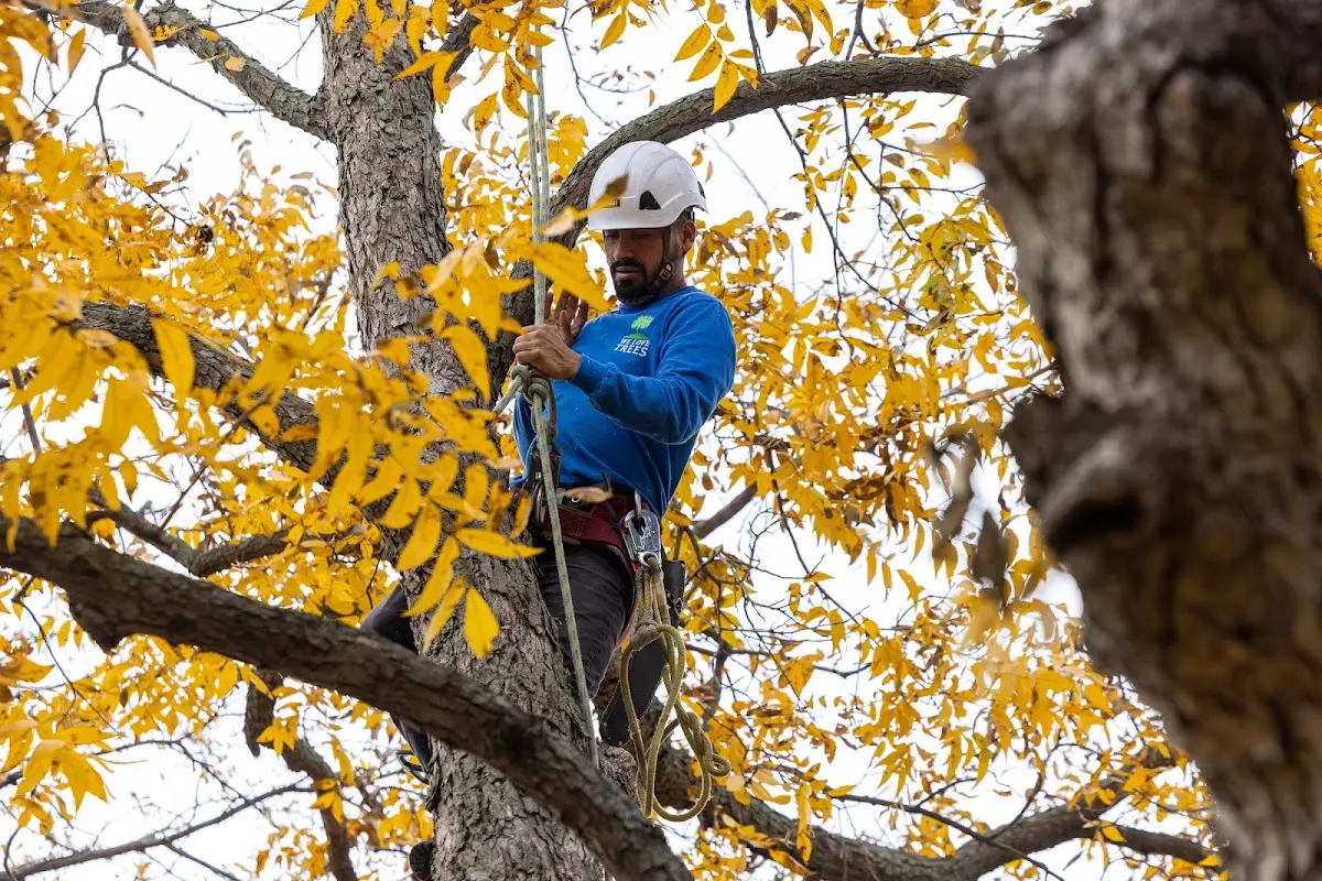 Skilled Tree Transplanting crew working in Breckenridge