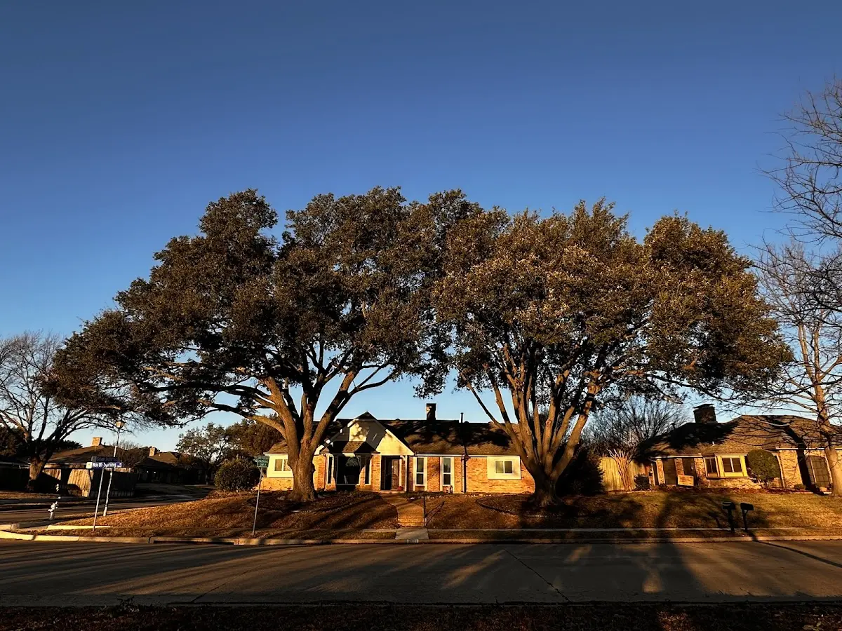 Established residential canopy tree shading a home in Breckenridge